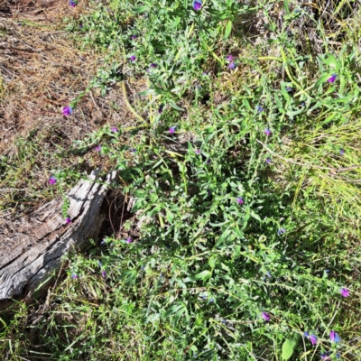 Echium plantagineum (Paterson's Curse) at Watson, ACT - 20 May 2024 by abread111