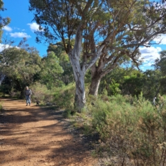 Eucalyptus blakelyi at Mount Ainslie - 20 May 2024 by abread111