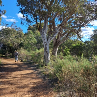 Eucalyptus blakelyi (Blakely's Red Gum) at Hackett, ACT - 20 May 2024 by abread111