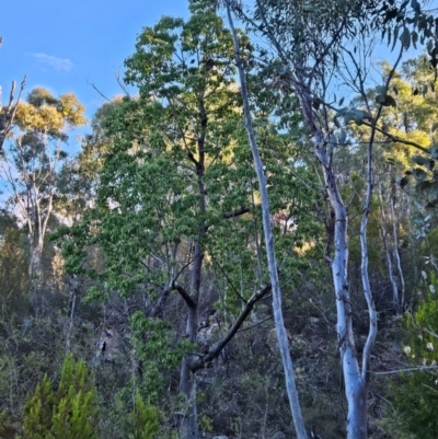 Brachychiton populneus at Uriarra Village, ACT - 20 May 2024 by BethanyDunne