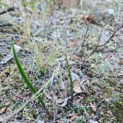 Thelymitra sp. at Uriarra Village, ACT - 20 May 2024 by BethanyDunne