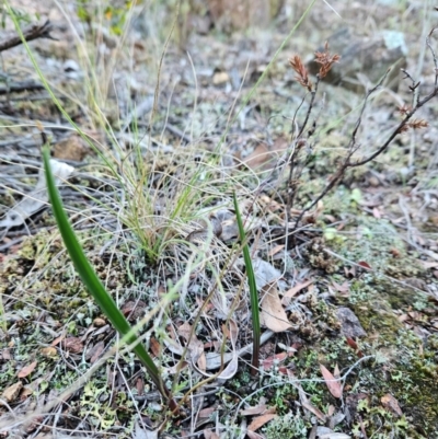 Thelymitra sp. at Uriarra Village, ACT - 20 May 2024 by BethanyDunne