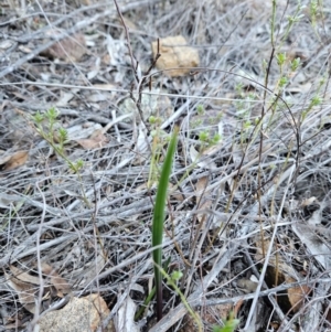 Thelymitra sp. at Uriarra Village, ACT - suppressed