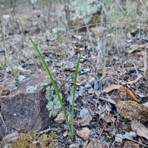 Diuris sp. at Uriarra Village, ACT - 20 May 2024