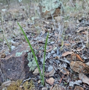Diuris sp. (A Donkey Orchid) at Uriarra Village, ACT by BethanyDunne