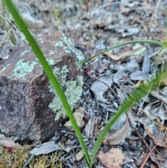 Diuris sp. at Uriarra Village, ACT - 20 May 2024