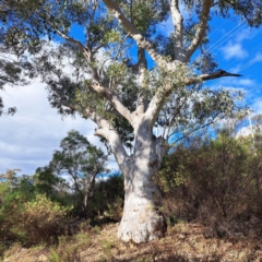 Eucalyptus blakelyi at Hackett, ACT - 20 May 2024 by abread111