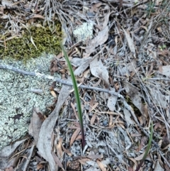 Thelymitra sp. (A Sun Orchid) at Uriarra Village, ACT - 20 May 2024 by BethanyDunne