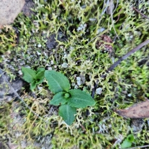 Pterostylis sp. at Uriarra Village, ACT - 20 May 2024