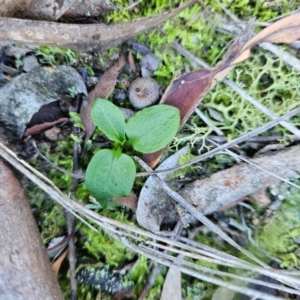 Pterostylis sp. at Uriarra Village, ACT - 20 May 2024