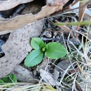 Pterostylis sp. at Uriarra Village, ACT - 20 May 2024