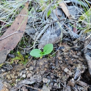 Pterostylis sp. at Uriarra Village, ACT - 20 May 2024