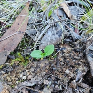 Pterostylis sp. at Uriarra Village, ACT - suppressed