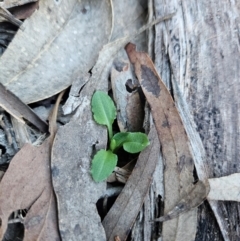 Pterostylis sp. at Uriarra Village, ACT - 20 May 2024 by BethanyDunne