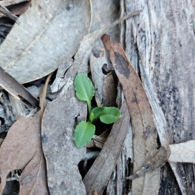 Pterostylis sp. (A Greenhood) at Uriarra Village, ACT - 20 May 2024 by BethanyDunne