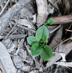 Pterostylis sp. at Uriarra Village, ACT - 20 May 2024 by BethanyDunne