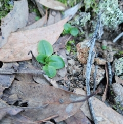 Pterostylis sp. at Uriarra Village, ACT - suppressed