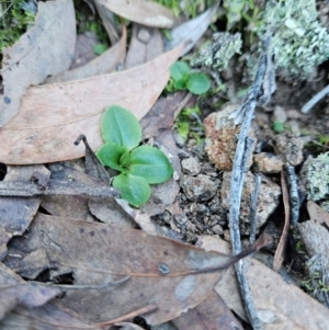 Pterostylis sp. at Uriarra Village, ACT - 20 May 2024