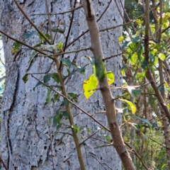 Prunus sp. at Mount Ainslie - 20 May 2024