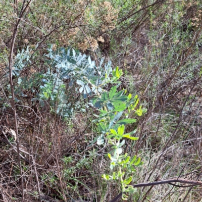 Acacia baileyana (Cootamundra Wattle, Golden Mimosa) at Hackett, ACT - 20 May 2024 by abread111