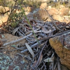 Thelymitra sp. (A Sun Orchid) at Uriarra Village, ACT - 20 May 2024 by BethanyDunne