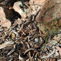 Thelymitra sp. at Uriarra Village, ACT - suppressed