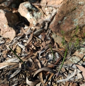 Thelymitra sp. at Uriarra Village, ACT - suppressed