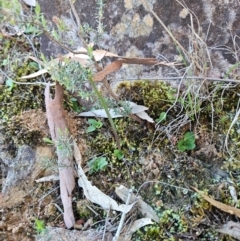 Pterostylis sp. (A Greenhood) at Uriarra Village, ACT - 20 May 2024 by BethanyDunne