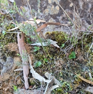 Pterostylis sp. at Uriarra Village, ACT - 20 May 2024