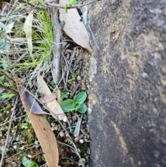 Pterostylis sp. at Uriarra Village, ACT - 20 May 2024