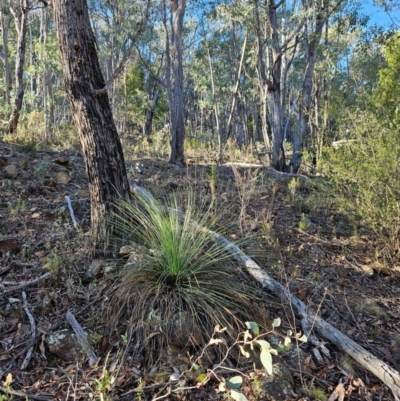 Xanthorrhoea glauca subsp. angustifolia at Uriarra Village, ACT - 20 May 2024 by BethanyDunne