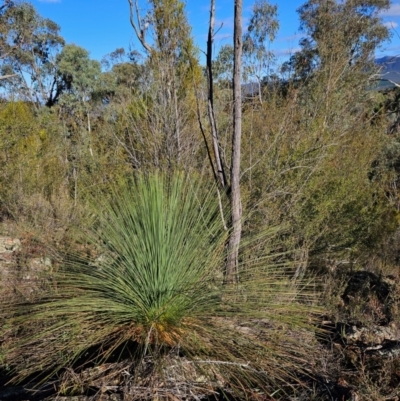 Xanthorrhoea glauca subsp. angustifolia at Uriarra Village, ACT - 20 May 2024 by BethanyDunne