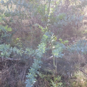 Acacia baileyana at Mount Ainslie - 20 May 2024 02:04 PM