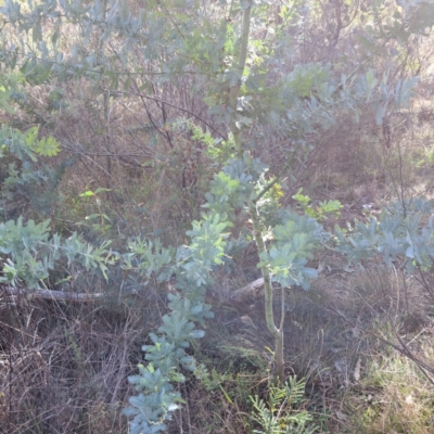 Acacia baileyana (Cootamundra Wattle, Golden Mimosa) at Hackett, ACT - 20 May 2024 by abread111
