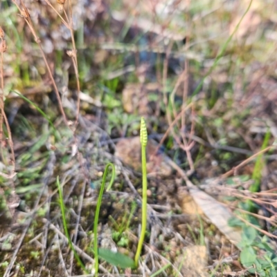 Ophioglossum lusitanicum (Adder's Tongue) at Uriarra Village, ACT - 20 May 2024 by BethanyDunne