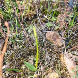 Ophioglossum lusitanicum subsp. coriaceum at Uriarra Village, ACT - 20 May 2024