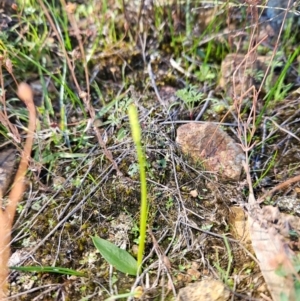 Ophioglossum lusitanicum at Uriarra Village, ACT - 20 May 2024