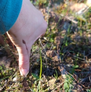 Ophioglossum lusitanicum at Uriarra Village, ACT - 20 May 2024