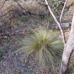 Nassella trichotoma (Serrated Tussock) at Mount Ainslie - 20 May 2024 by abread111