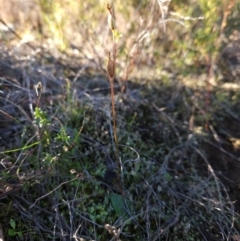 Eriochilus cucullatus at Uriarra Village, ACT - 20 May 2024 by BethanyDunne