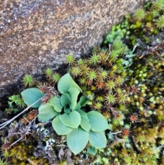 Unidentified Orchid at Uriarra Village, ACT - 20 May 2024 by BethanyDunne