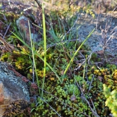 Diuris sp. at Uriarra Village, ACT - 20 May 2024 by BethanyDunne