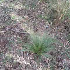 Nassella trichotoma (Serrated Tussock) at Mount Ainslie - 20 May 2024 by abread111