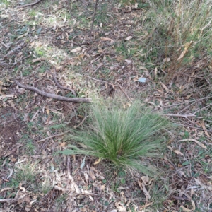 Nassella trichotoma at Mount Ainslie - 20 May 2024