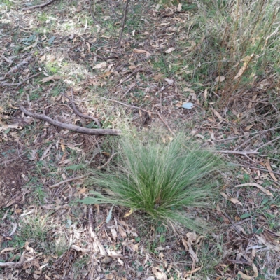 Nassella trichotoma (Serrated Tussock) at Hackett, ACT - 20 May 2024 by abread111