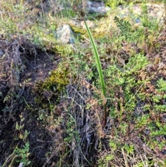 Thelymitra sp. (A Sun Orchid) at Uriarra Village, ACT - 20 May 2024 by BethanyDunne