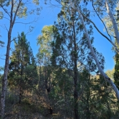 Callitris endlicheri (Black Cypress Pine) at Uriarra Village, ACT - 20 May 2024 by BethanyDunne