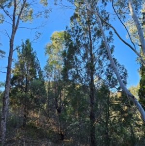 Callitris endlicheri (Black Cypress Pine) at Uriarra Village, ACT by BethanyDunne