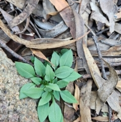 Speculantha rubescens (Blushing Tiny Greenhood) at Uriarra Village, ACT - 20 May 2024 by BethanyDunne