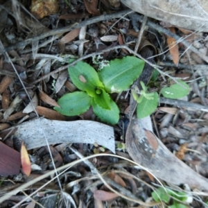 Pterostylis sp. at Uriarra Village, ACT - suppressed